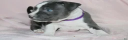 American Bully dogs for sale: Cassie Cage - Ad 3