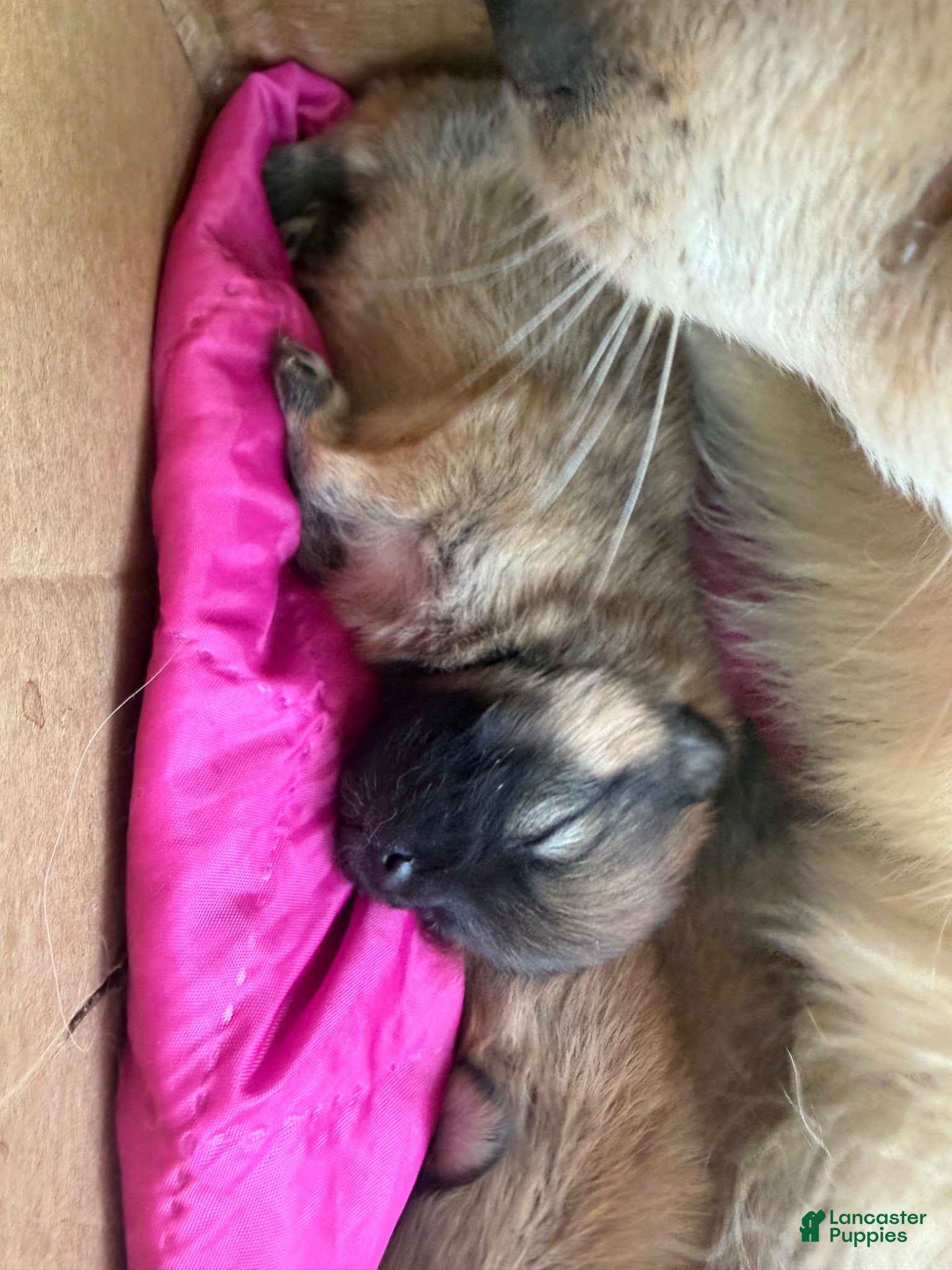 Pomeranian dogs Duke - Ad 2