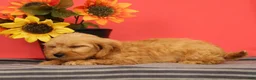 Cavapoo dogs for sale: Vinnie - Ad 5