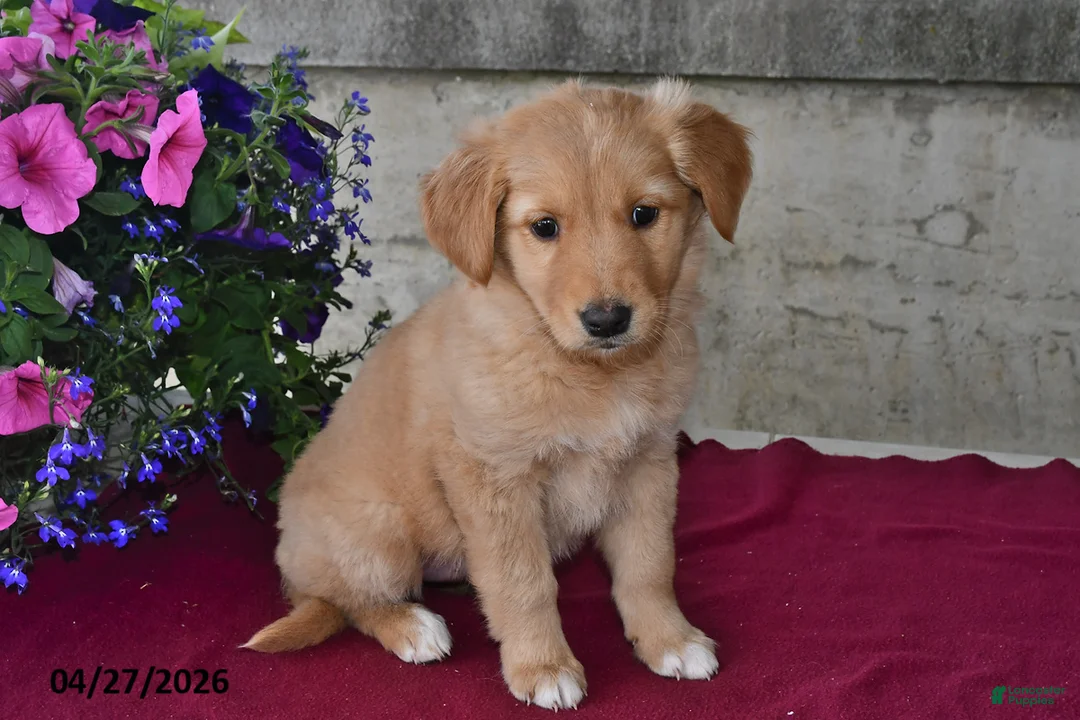 Goberian dogs for sale: Ivy - Ad 1