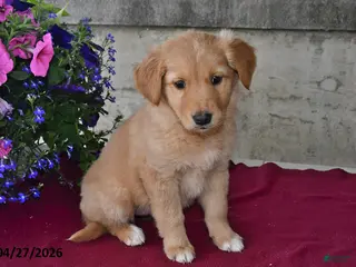 Goberian dogs for sale: Ivy - Ad 4