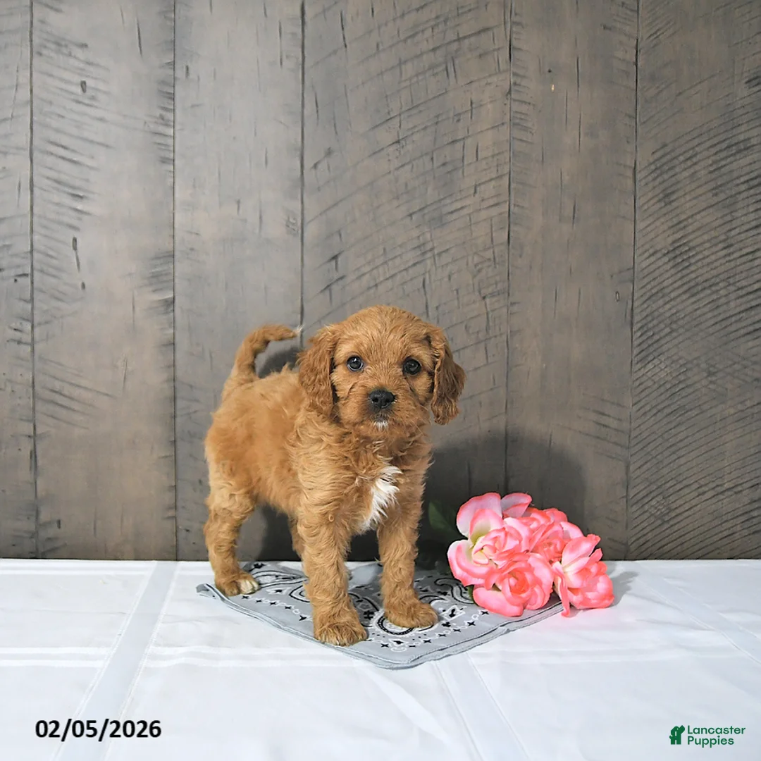 Cavapoo dogs for sale: Fae - Ad 4