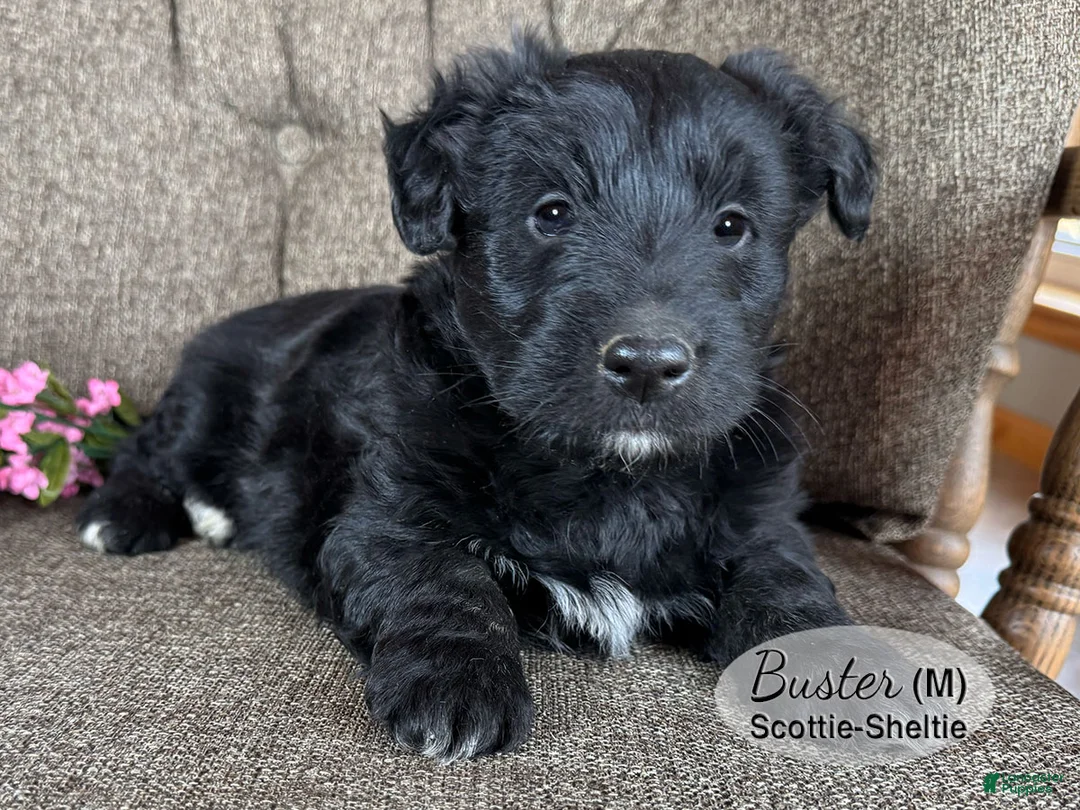 Mixed Breed dogs for sale: Mixed Breed Puppy 3 - Ad 1