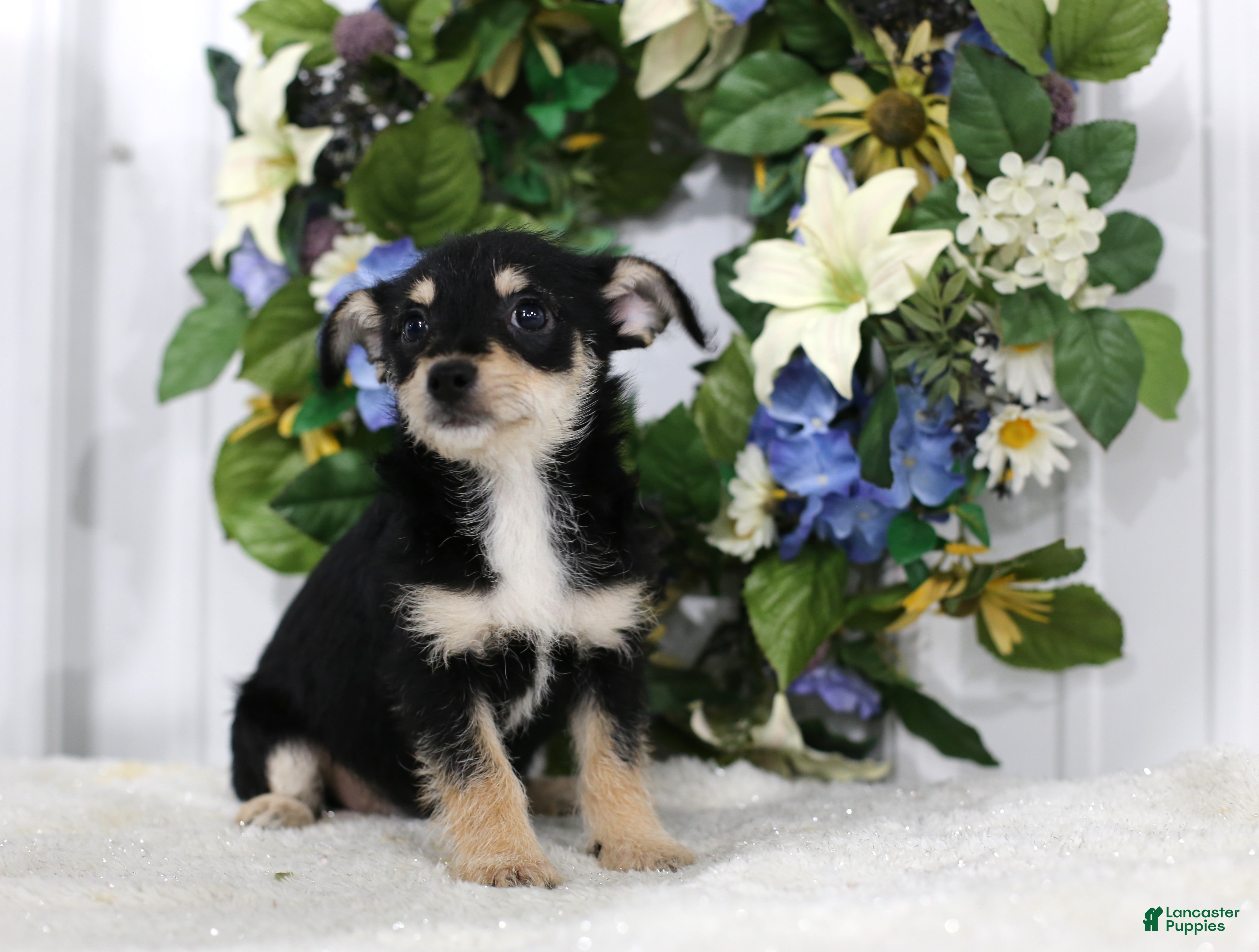 Chihuahua dogs Sparkle - Ad 1