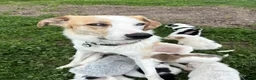 Mixed Breed dogs for sale: Ruby-Rose - Ad 2