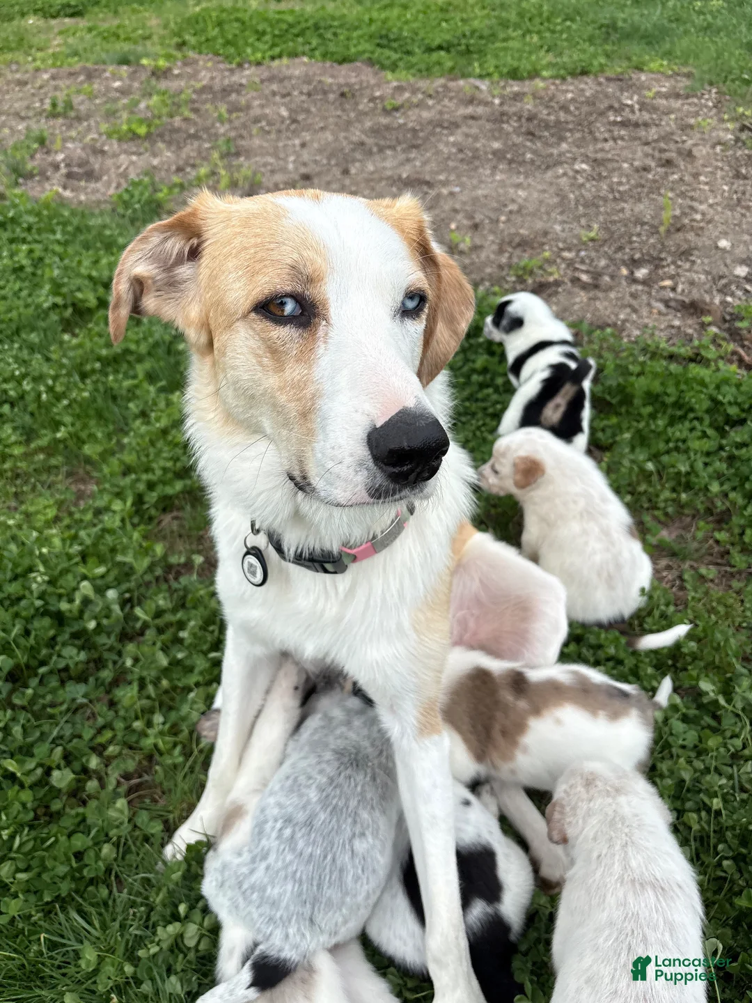 Mixed Breed dogs for sale: Ruby-Rose - Ad 2