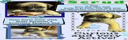 Mixed Breed dogs for sale: Scrud - Ad 2