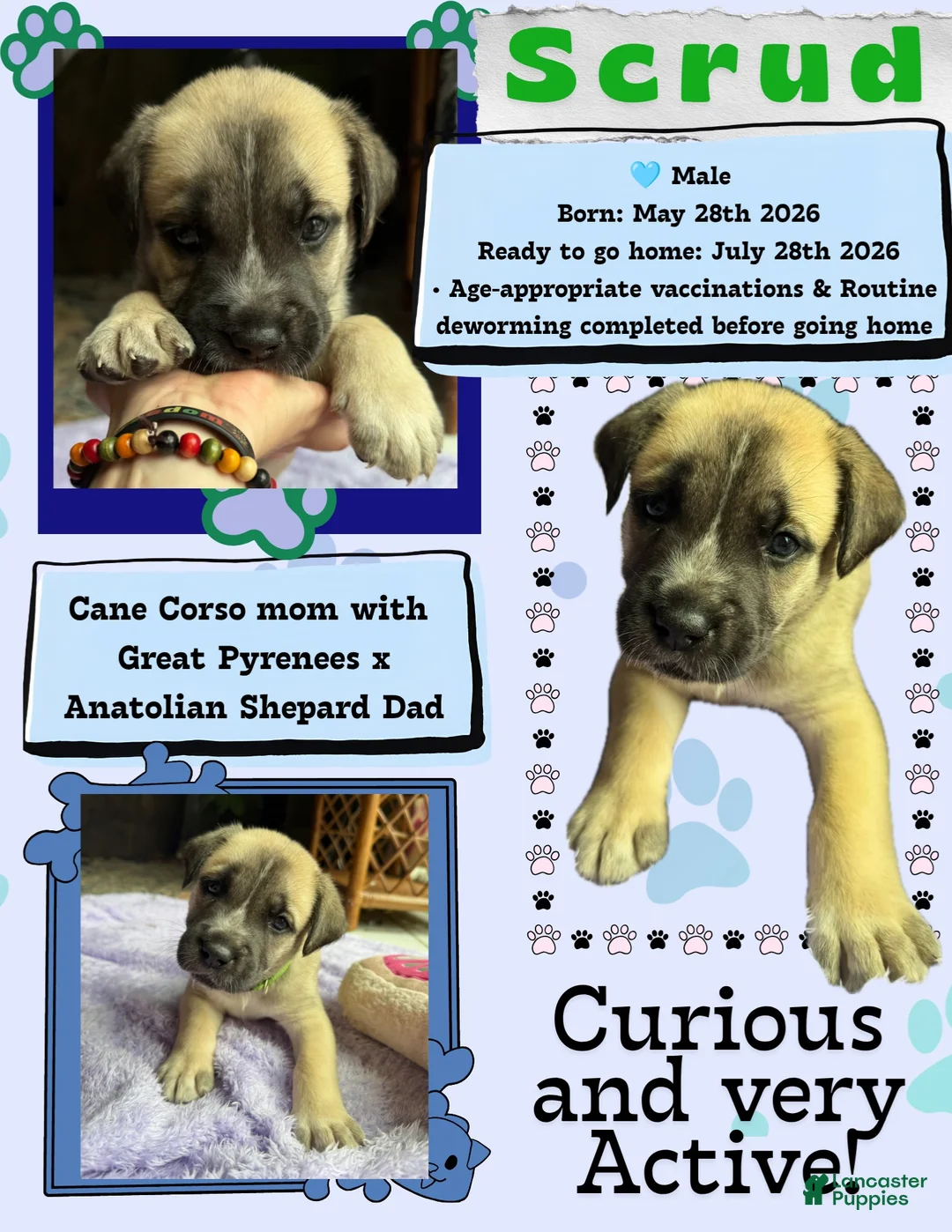 Mixed Breed dogs for sale: Scrud - Ad 2