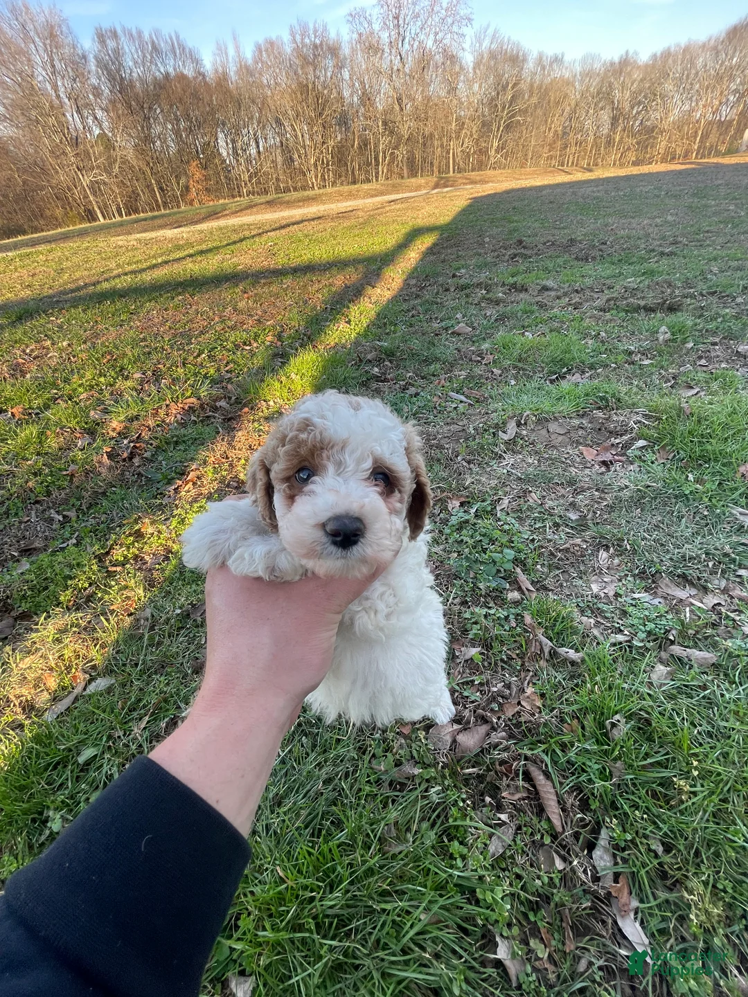 Mini Goldendoodle dogs for sale: Buddy (mini goldendoodle) - Ad 11
