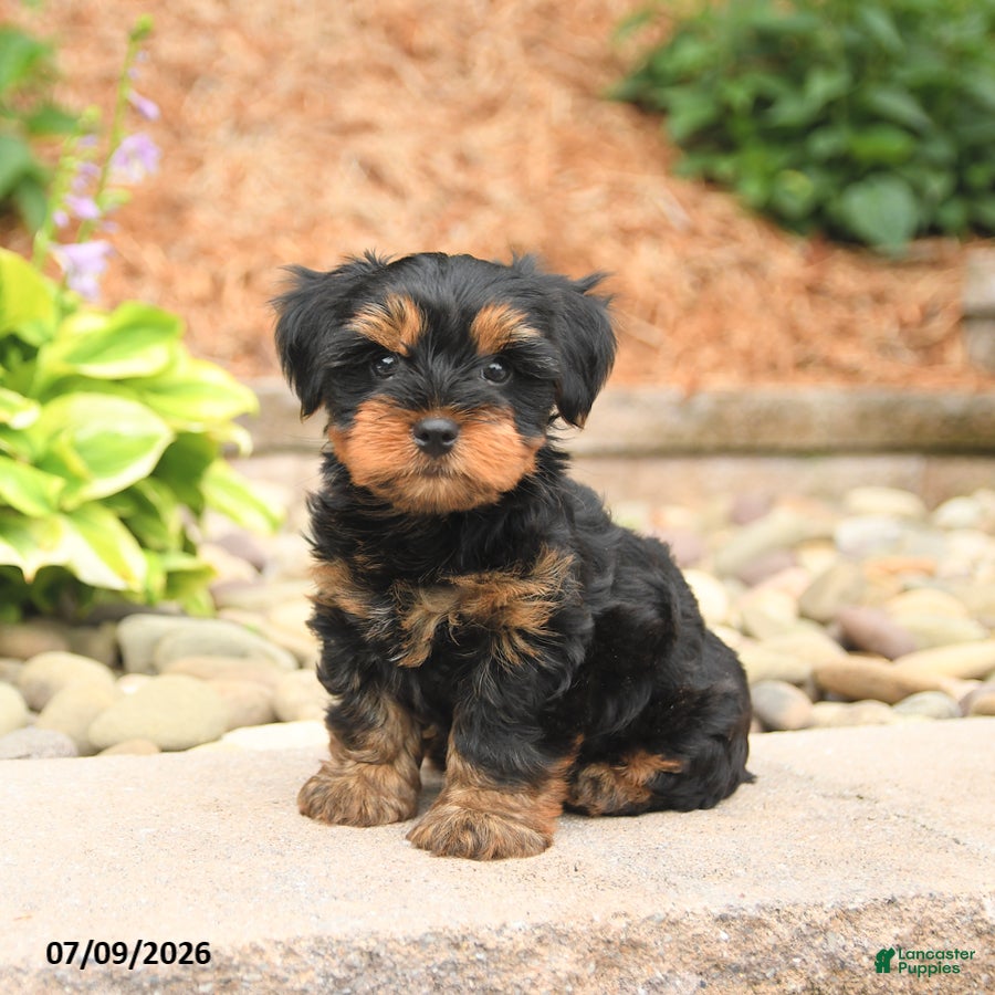 Yorkshire Terrier dogs Smores - Ad 1