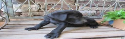 Labrador Retriever dogs for sale: Labrador Retriever Puppy 3 - Ad 6