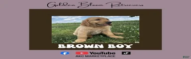 Brown Boy