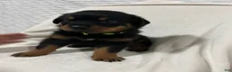 Rottweiler dogs for sale: ozzy - Ad 5