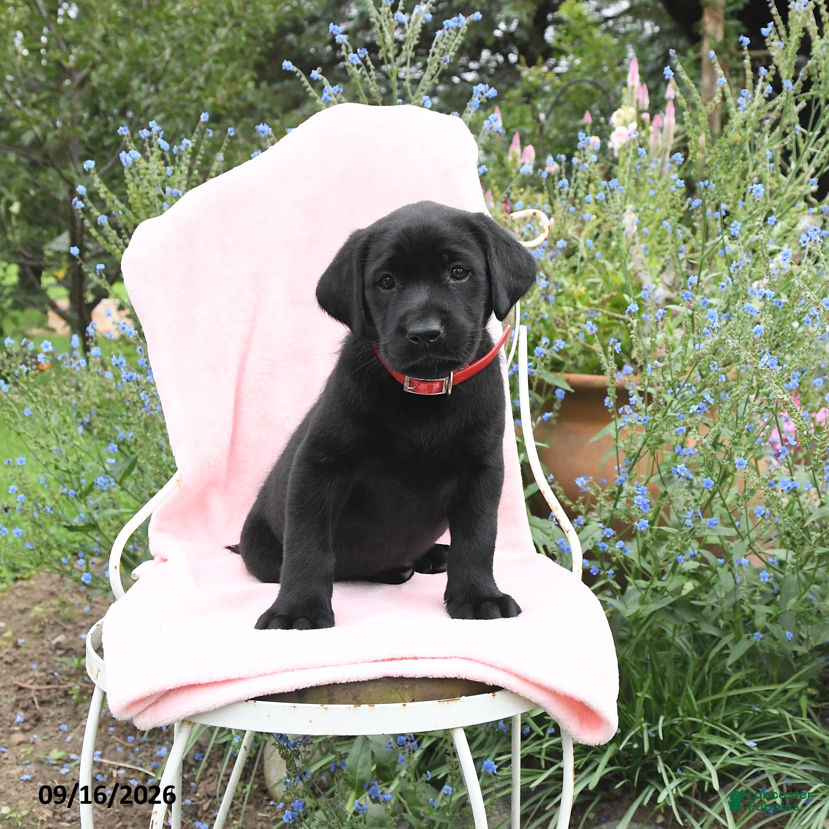 Labrador Retriever dogs Marshel - Ad 2