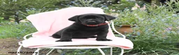 Labrador Retriever dogs for sale: Marshel - Ad 2