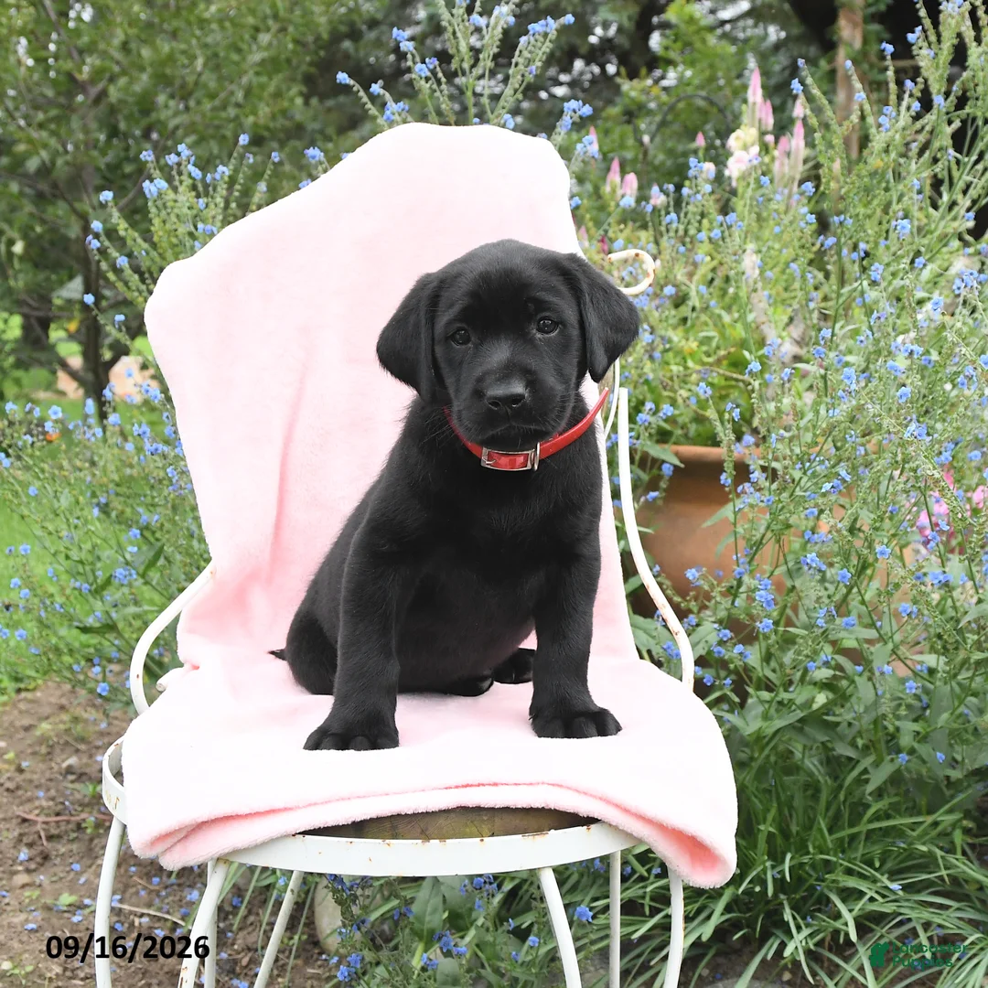 Labrador Retriever dogs for sale: Marshel - Ad 2