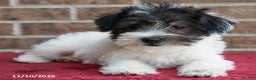 Miniature Schnauzer dogs for sale: Oreo - Ad 3