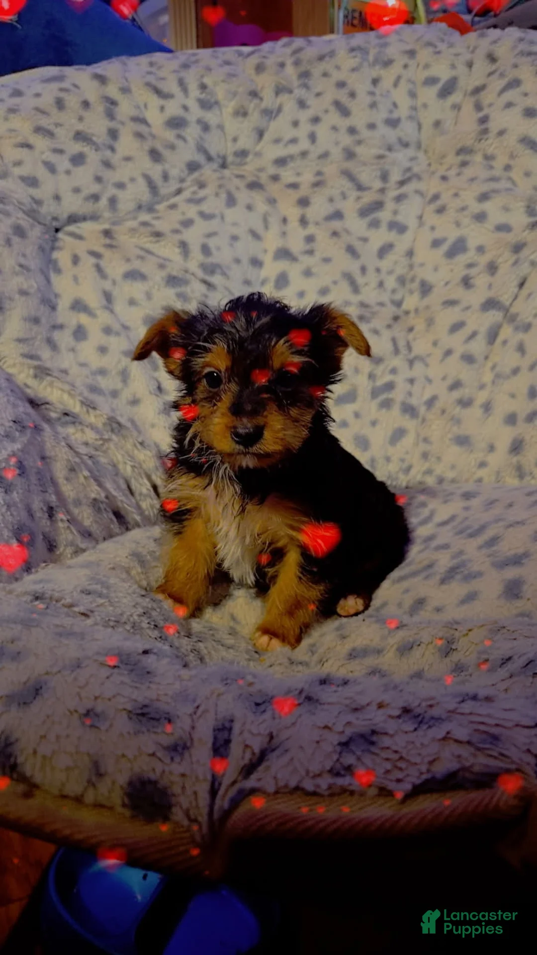 Yorkshire Terrier dogs for sale: Yorkshire Terrier Boy 2 - Ad 1