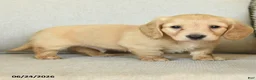 Dachshund dogs for sale: Body - Ad 3