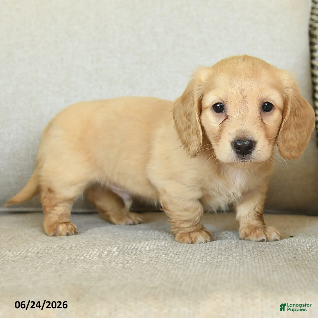 Dachshund dogs for sale: Body - Ad 3