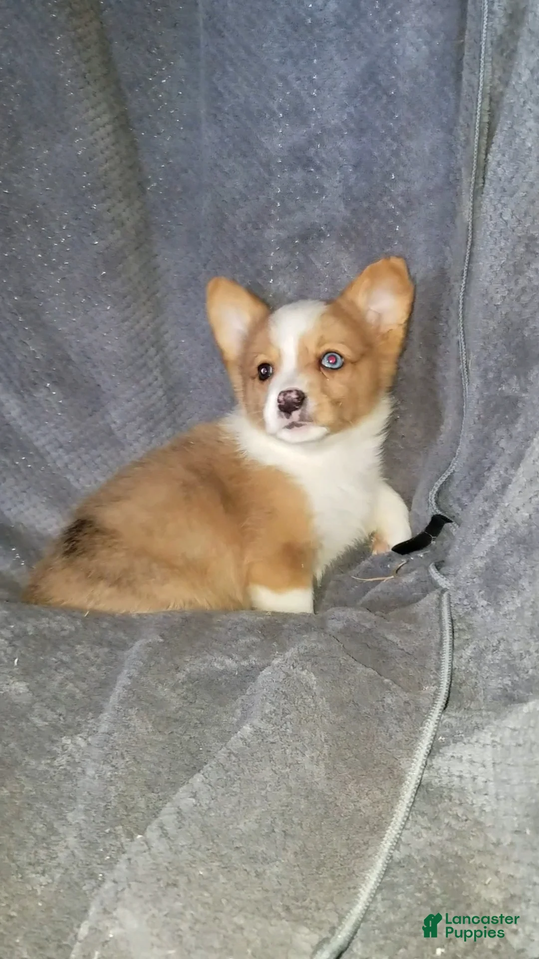 Mixed Breed dogs for sale: Audrey  - Ad 5