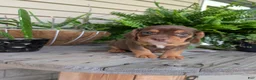 Beabull dogs for sale: Winston  - Ad 13