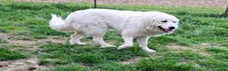 Great Pyrenees dogs for sale: Great Pyrenees  - Ad 10