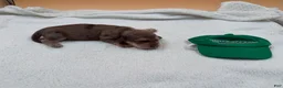 Miniature Dachshund dogs for sale: Uk Cream Dapple - Ad 2