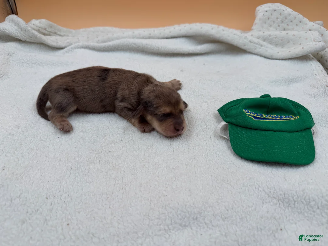 Miniature Dachshund dogs for sale: Uk Cream Dapple - Ad 2
