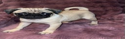 Pug dogs for sale: Oreo - Ad 7