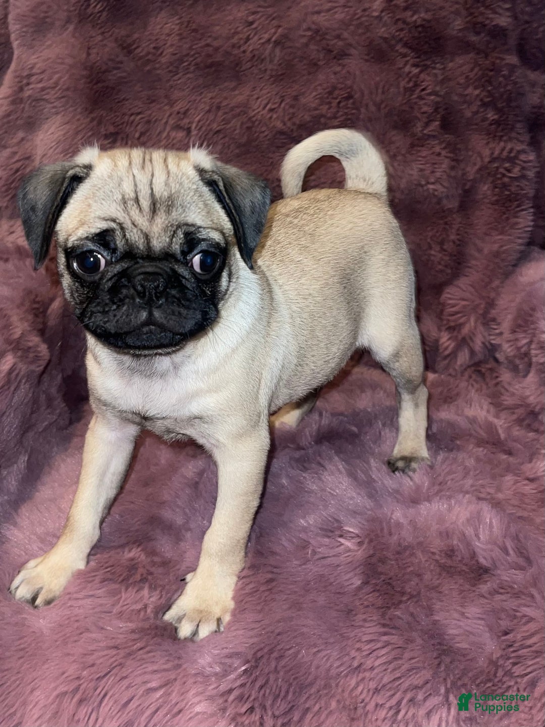 Pug dogs for sale: Oreo - Ad 7
