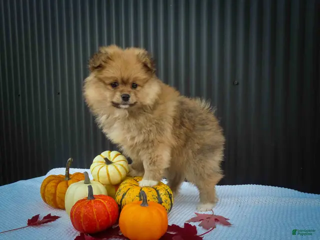 Pomeranian dogs for sale: 🐾 Meet Roxy — A Bouncy Little Ball of Fluff! 🐾 - Ad 1