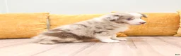 Australian Shepherd dogs for sale: Myles - Ad 4