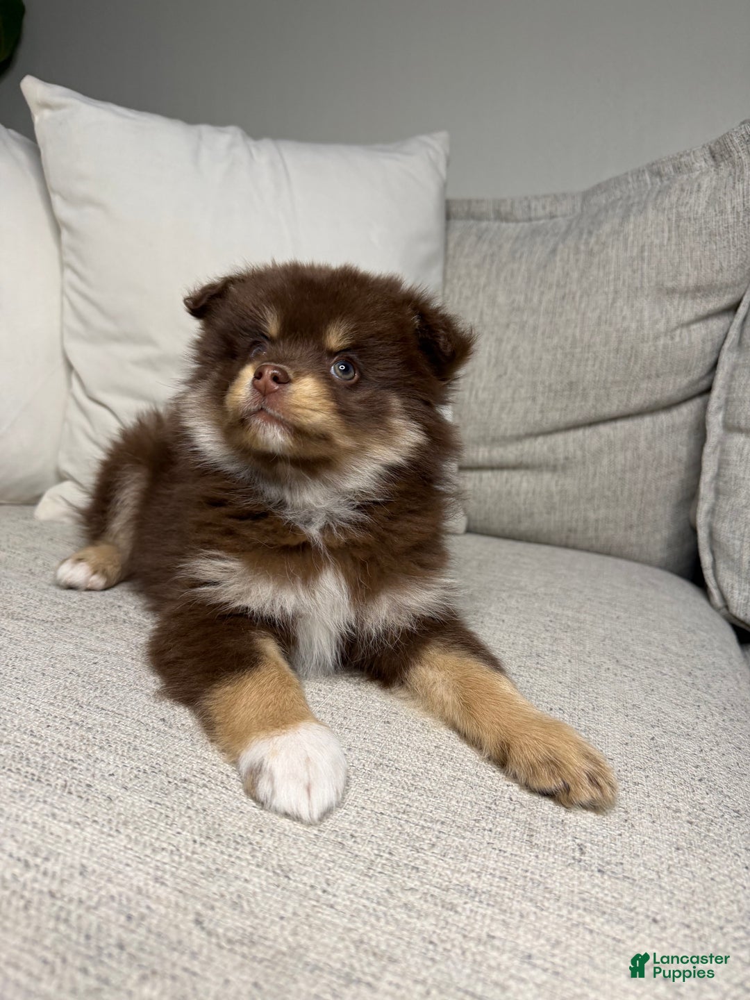 Pomsky dogs for sale: Teddy - Ad 6