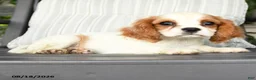 Cavapoo dogs for sale: Cheddar - Ad 4