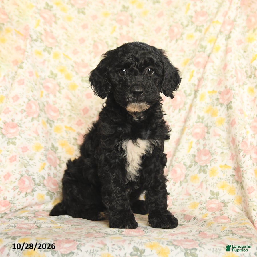 Mini Goldendoodle dogs for sale: Olesha - Ad 1