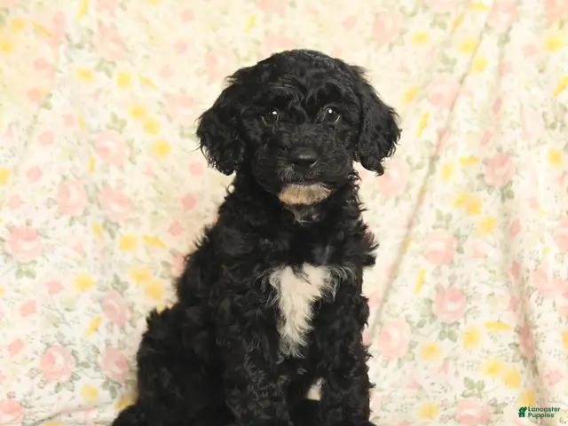 Mini Goldendoodle dogs for sale: Olesha - Ad 1