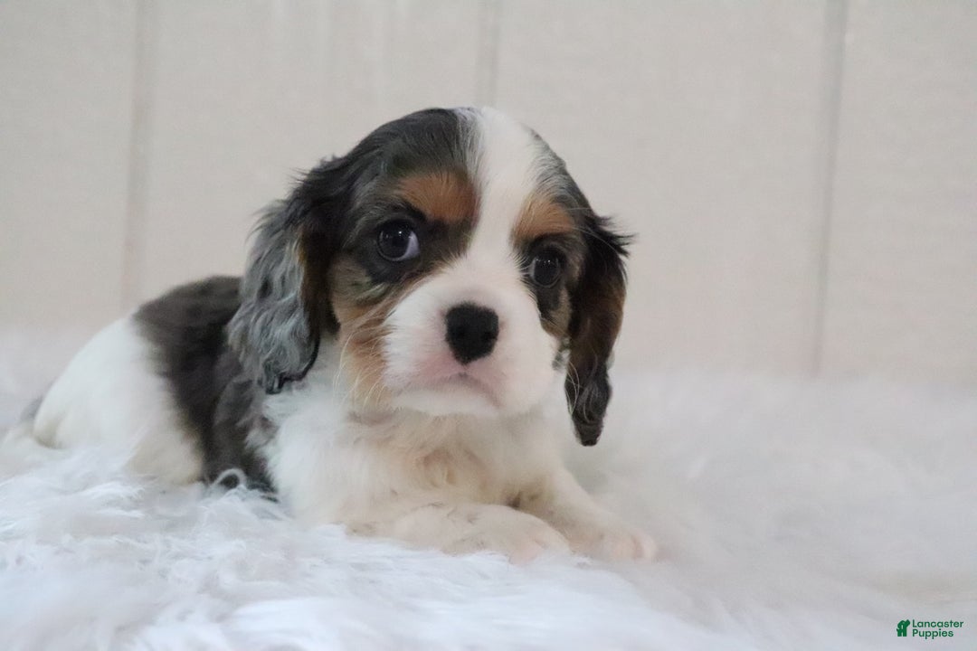 Cavalier King Charles Spaniel dogs for sale: Max - Ad 5