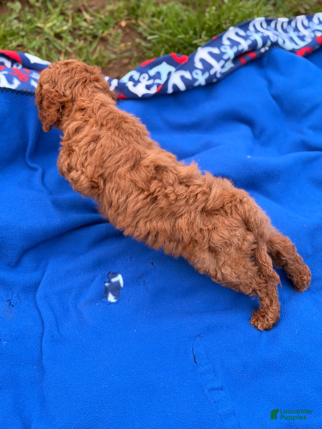 Mini Goldendoodle dogs for sale: Dasher - Ad 10