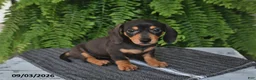 Miniature Dachshund dogs for sale: Macy - Ad 1