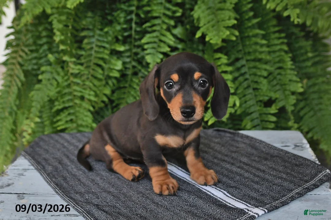 Miniature Dachshund dogs for sale: Macy - Ad 1