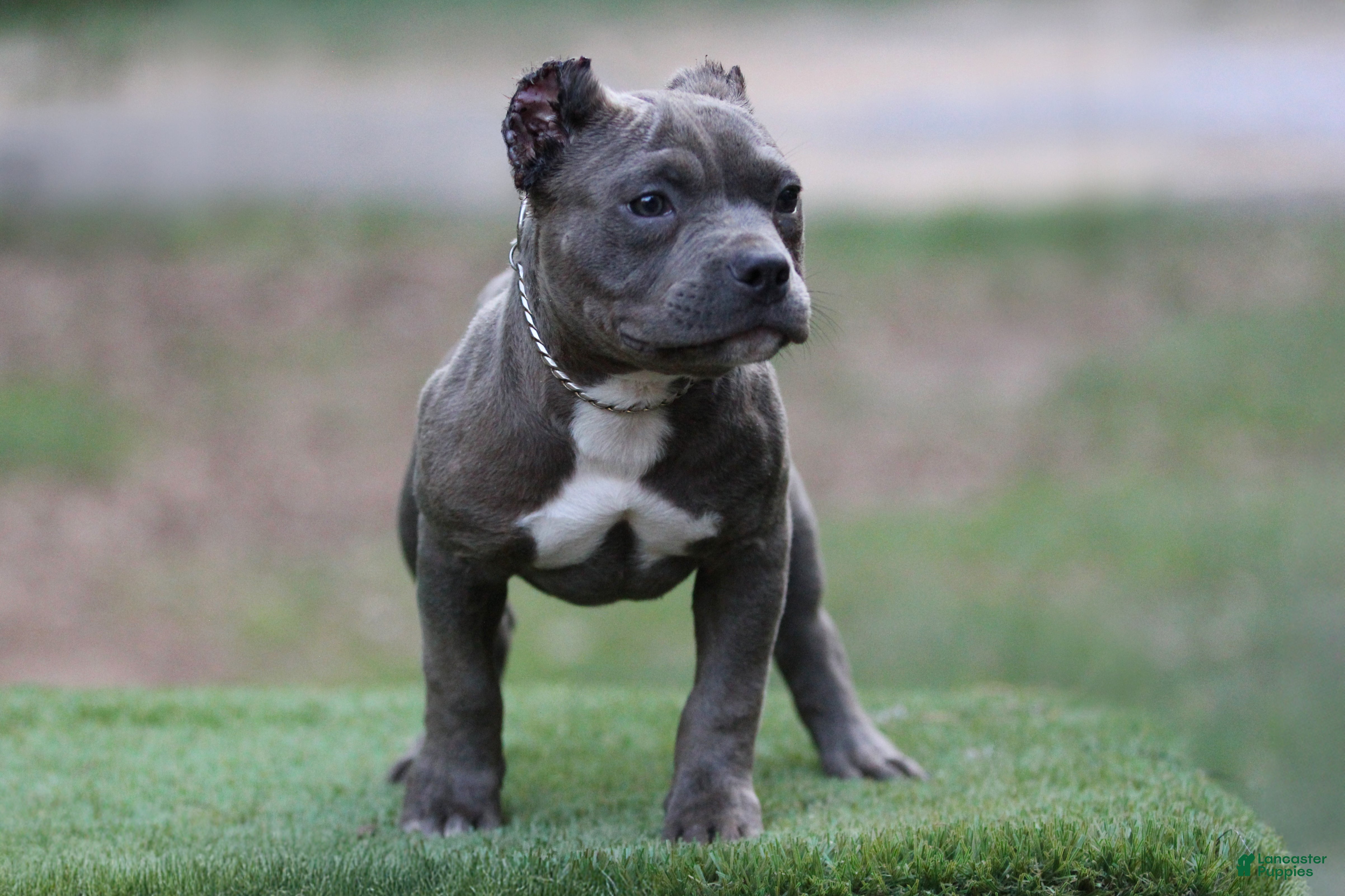 American Bully dogs Blue Male - Ad 2