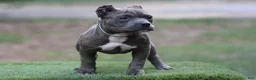 American Bully dogs for sale: Blue Male - Ad 2