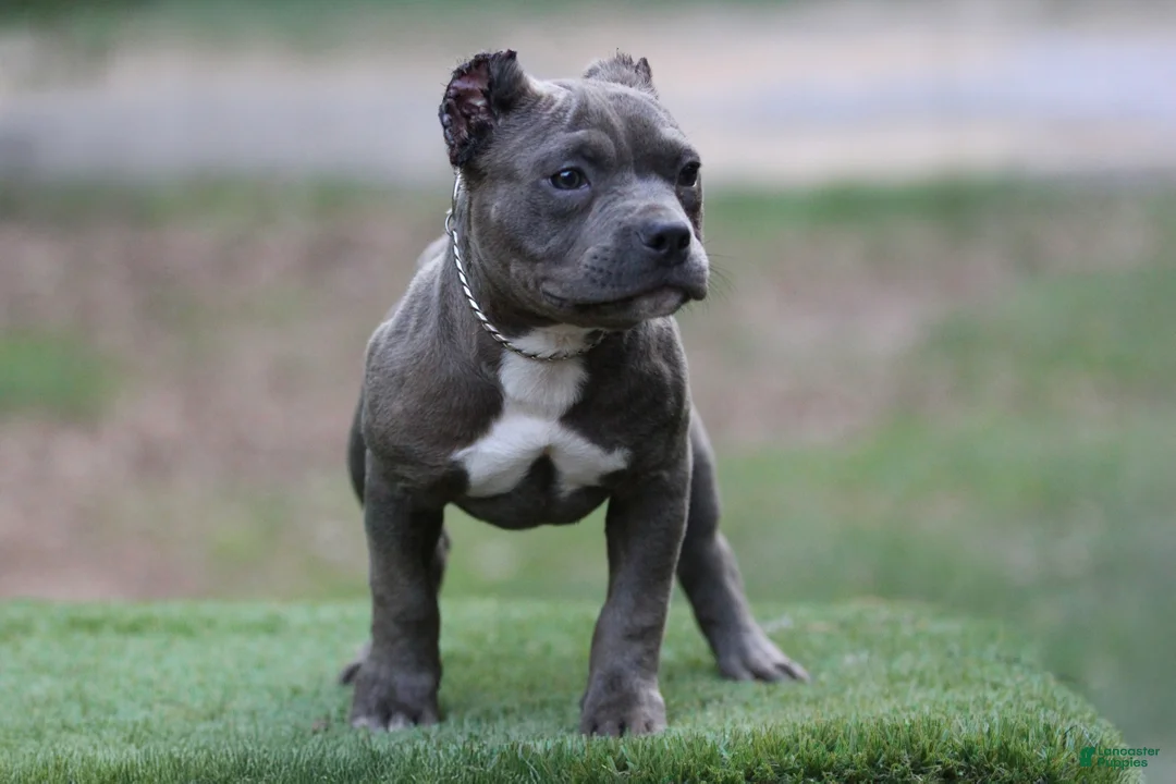 American Bully dogs for sale: Blue Male - Ad 2