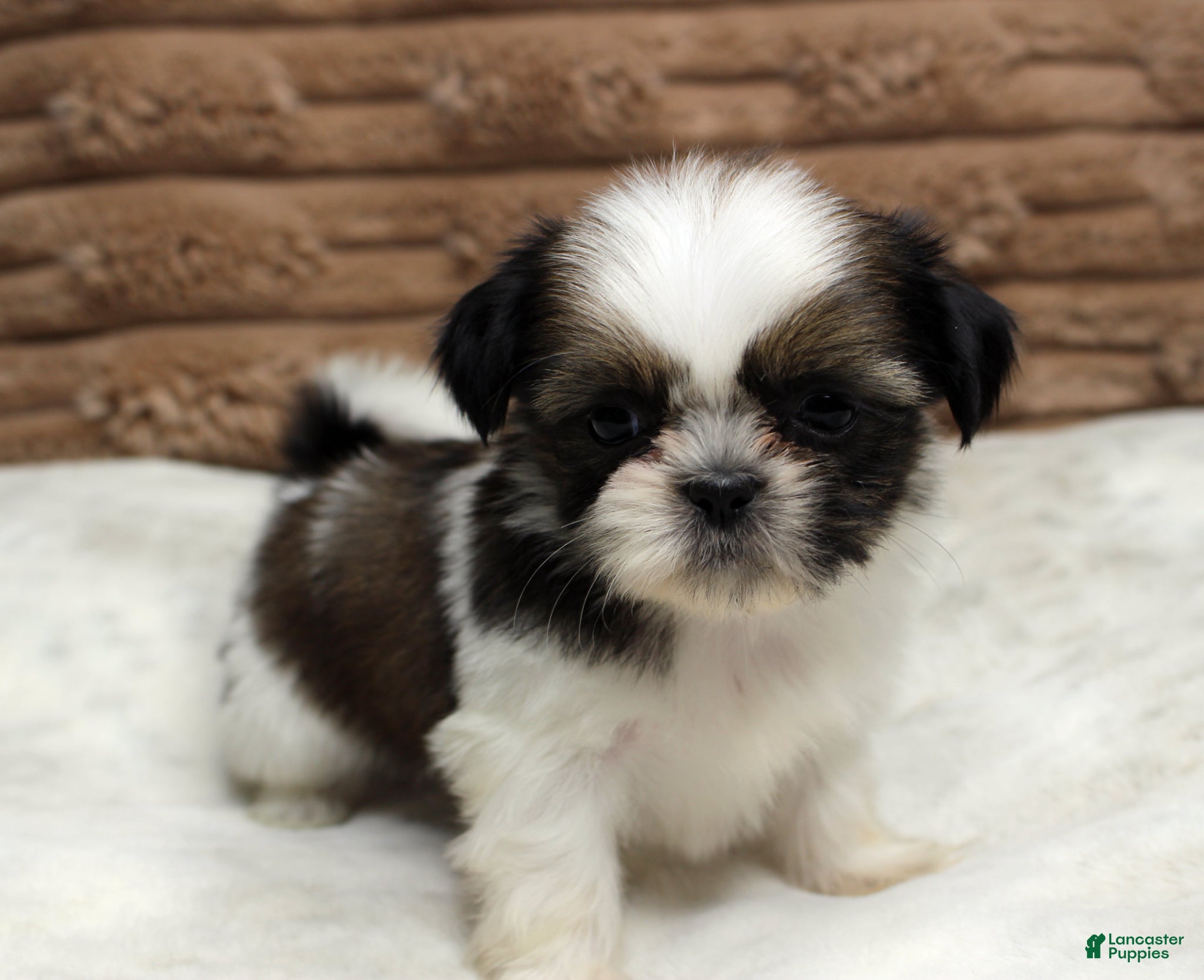 Shih Tzu dogs Missy - Ad 5