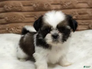 Shih Tzu dogs Missy - Ad 10