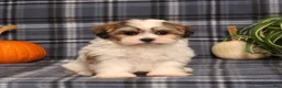 Teddy Bear dogs for sale: Franklin - Ad 4