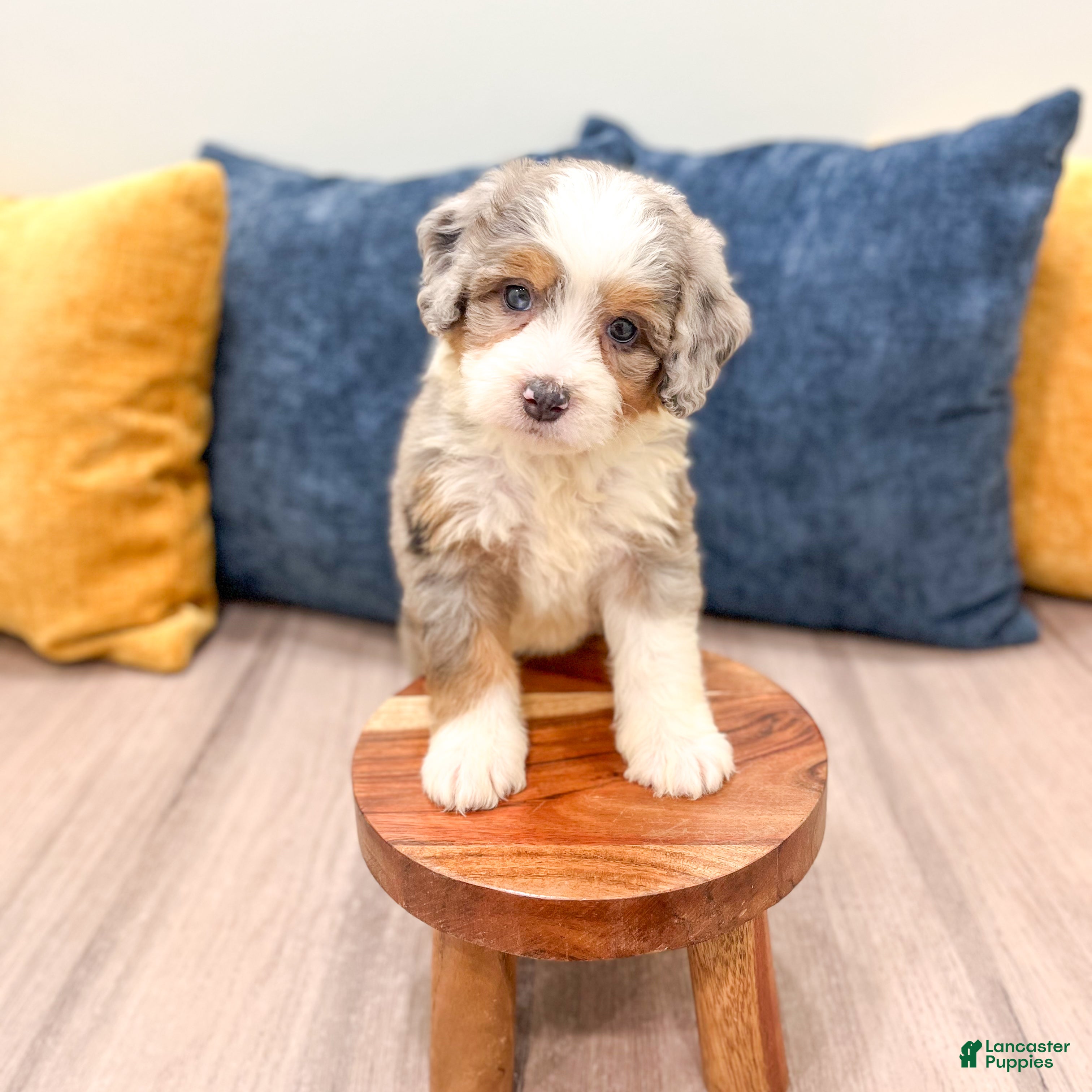 Mini Bernedoodle dogs for sale: Bonnie - Ad 8