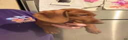 Miniature Dachshund dogs for sale: Miniature Dachshund 2 - Ad 3
