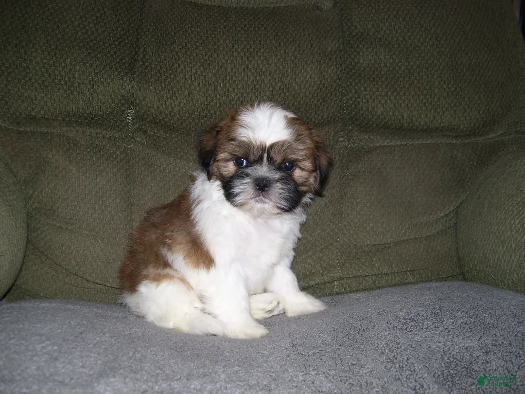 Shih Tzu dogs for sale: TIMMY - Ad 4